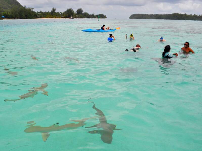 Raies et requins approchent les plongeurs dans le lagon de Moorea, en Polynésie française. 