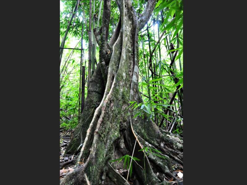 Le mape est un des plus beaux arbres de Tahiti (Polynésie française). 
