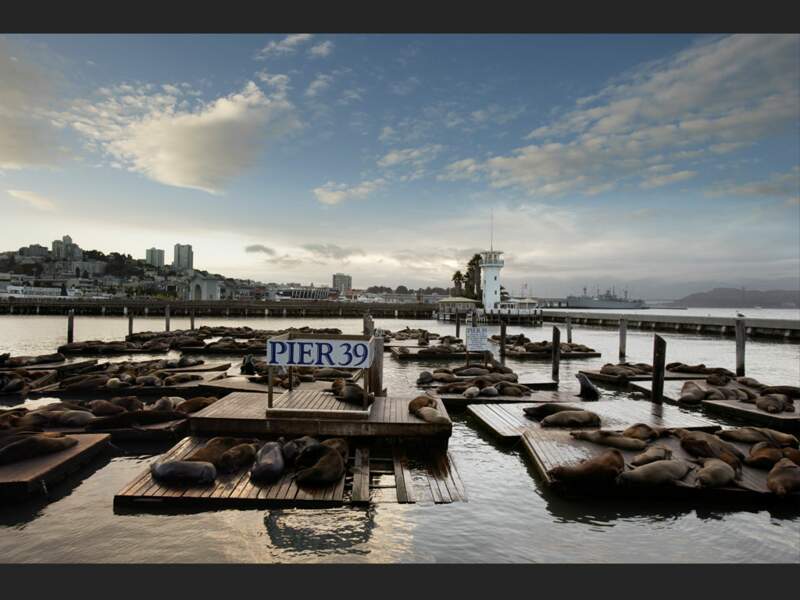 Les lions de mer se rassemblent sur les pontons du port de Fisherman’s Wharf à San Francisco (Etats-Unis).