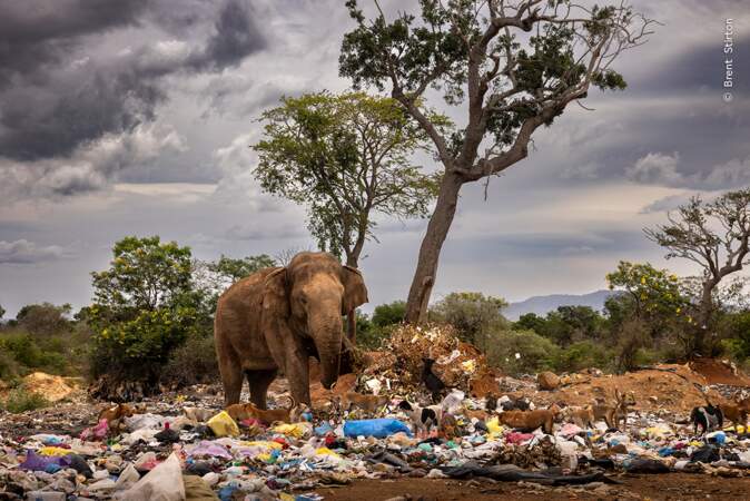 Un éléphant au milieu des ordures au Sri Lanka