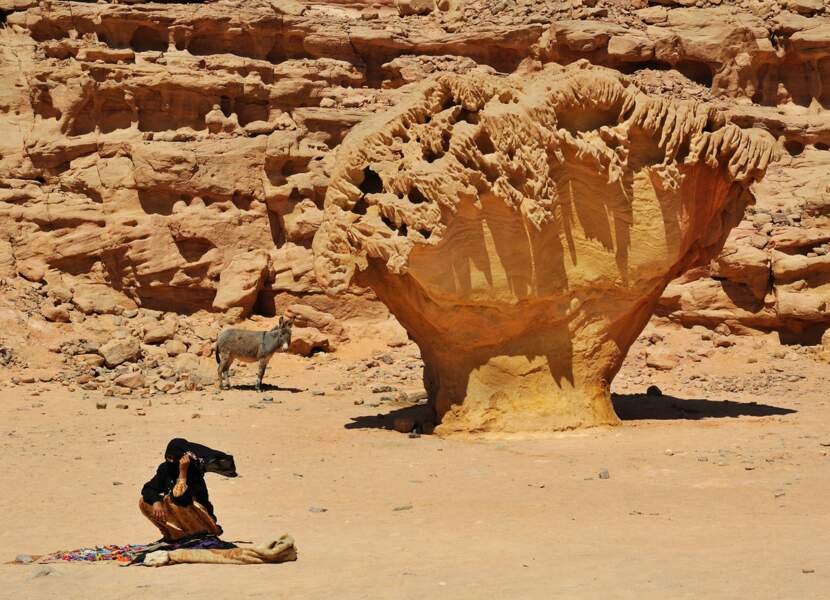A l’ombre de l’arbre de pierre, en Egypte