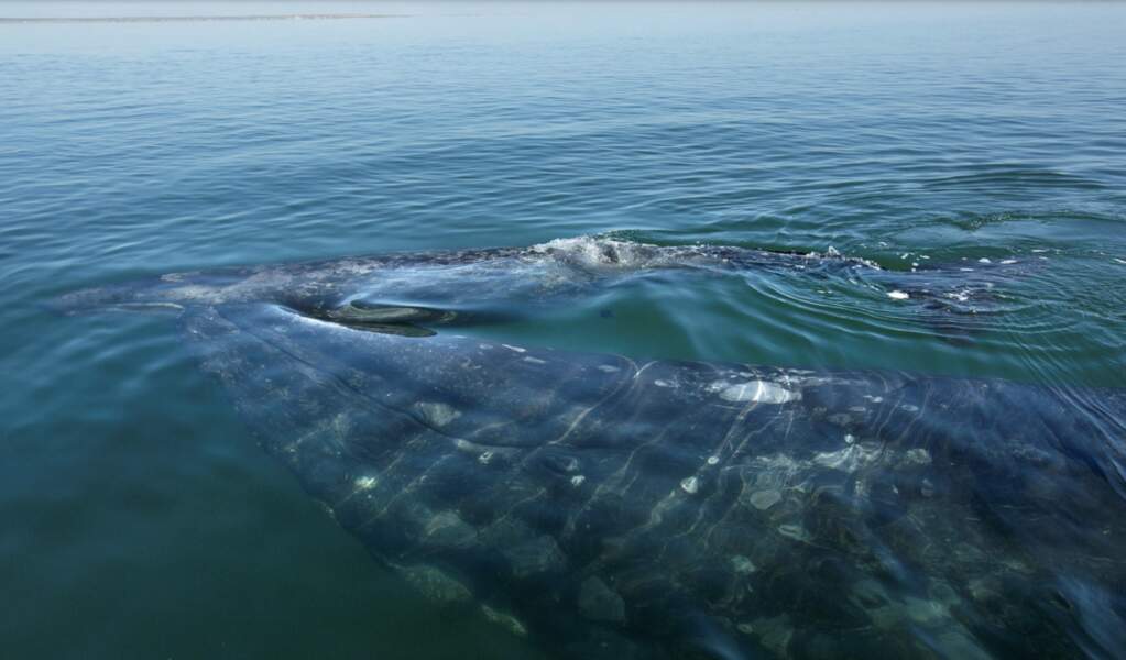 A la découverte des baleines