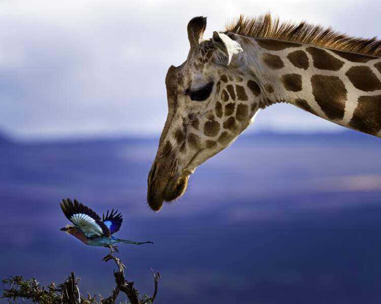 La girafe et l’oiseau 