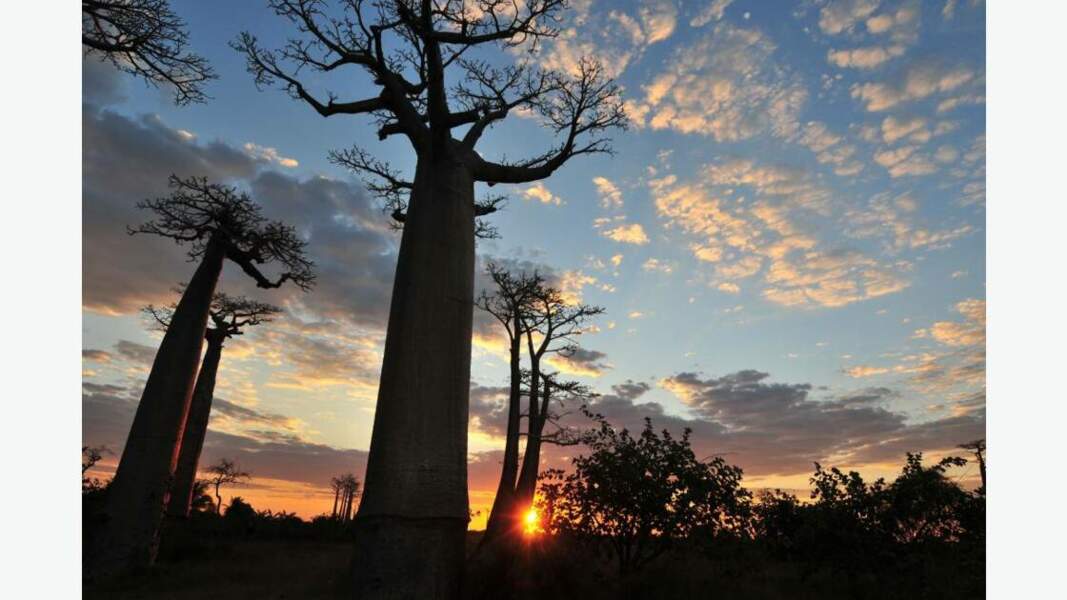 Coucher de soleil sur les baobabs 