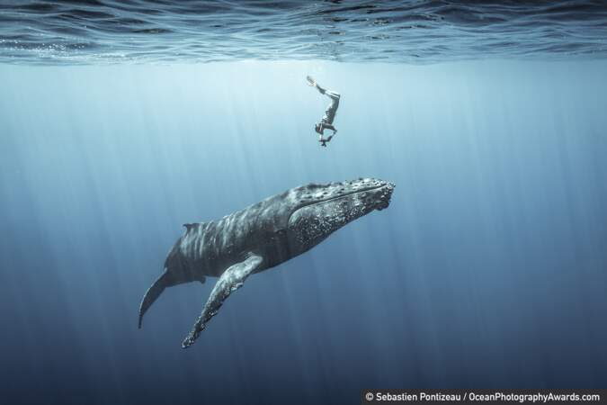 A la rencontre de la baleine