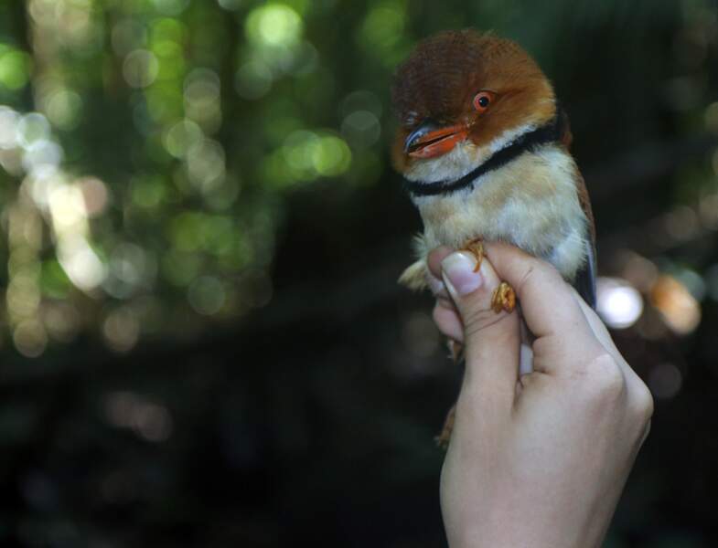 En Amazonie, des oiseaux rapetissent à cause du changement climatique 