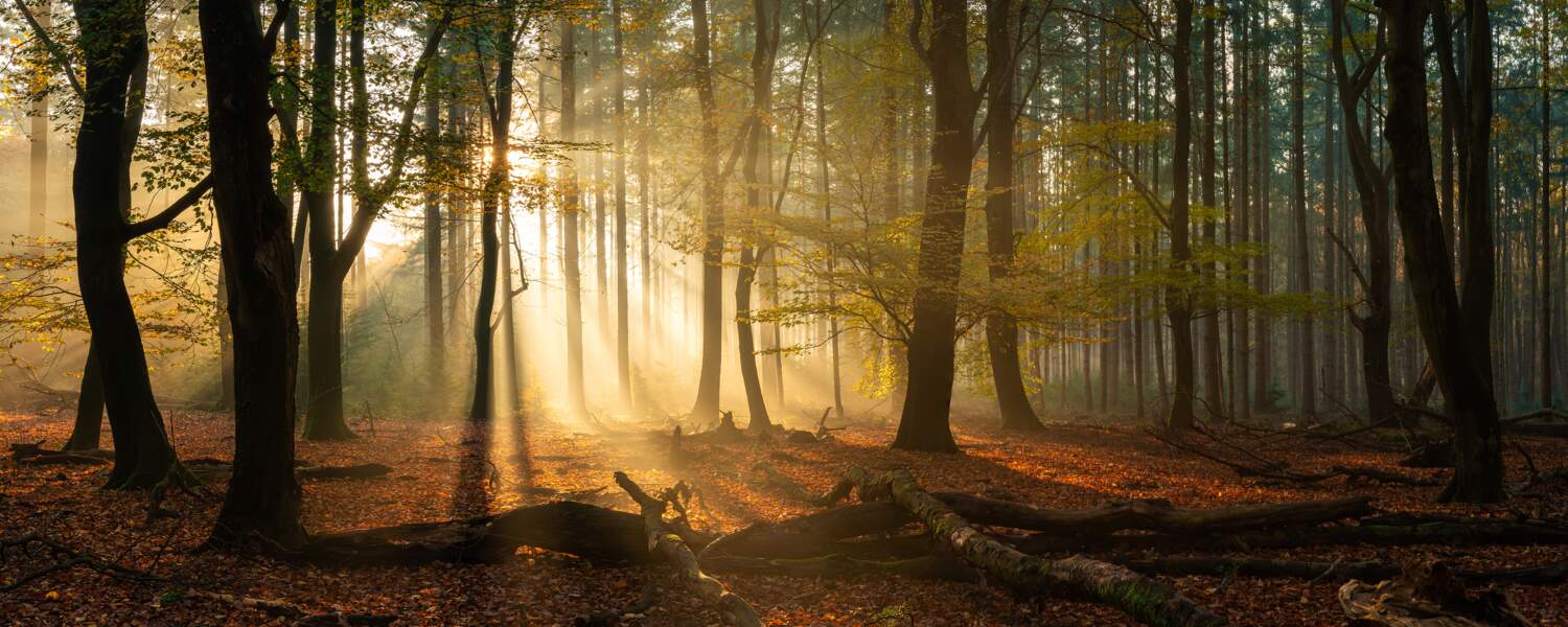 La beauté d’une forêt néerlandaise