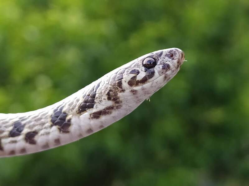Bonus - Une espèce de serpent identifiée grâce à Instagram