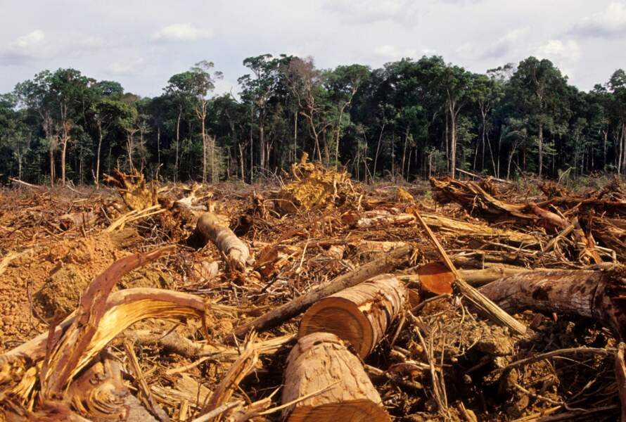 9 - De nouveaux engagements contre la déforestation 