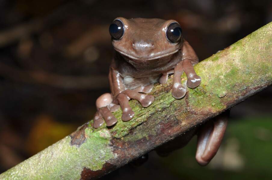 1 - Une nouvelle "grenouille chocolat" en Nouvelle-Guinée