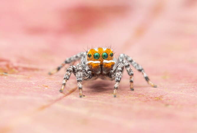 Le Top 10 Des Nouvelles Esp ces D couvertes En 2021 GEO le-top-10-des-nouvelles-esp-ces-d-couvertes-en-2021-geo