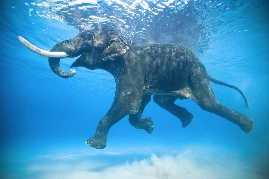 Rajan, l'éléphant nageur 