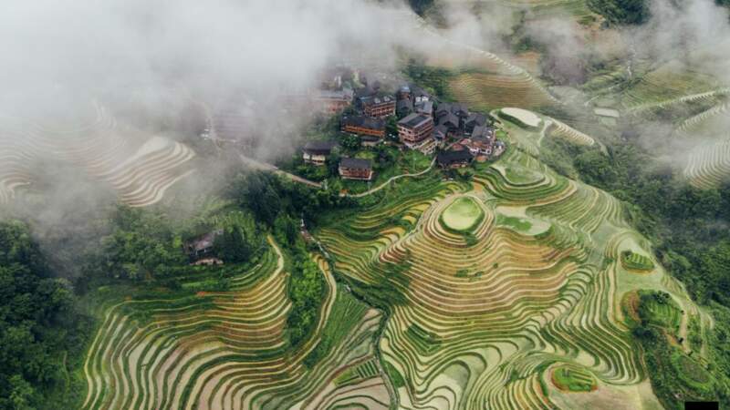 Panorama des terrasses de Longji
