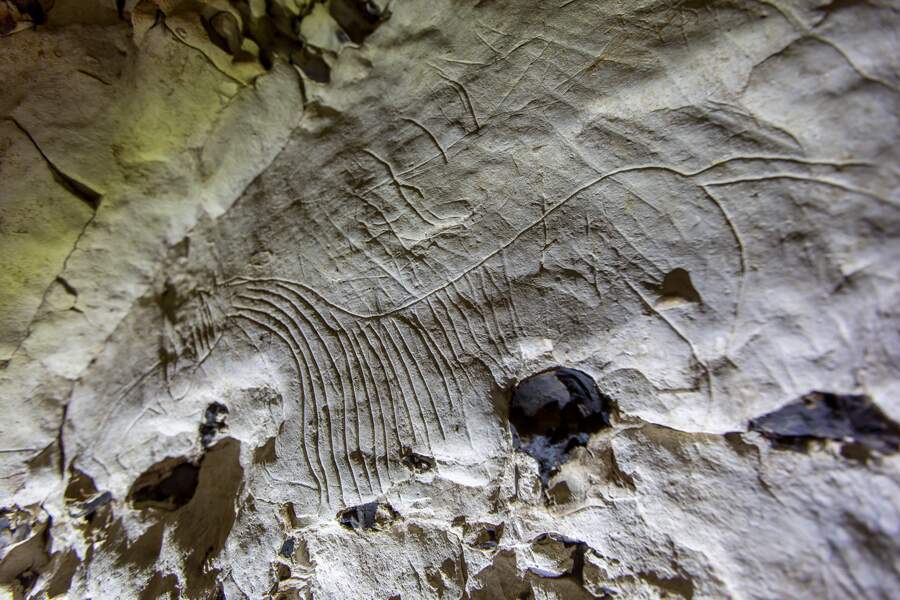 20 000 ans avant notre ère : le bestiaire rupestre de la grotte de Gouy