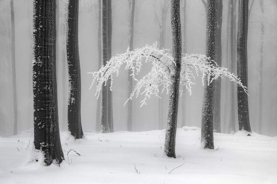 Forêt hivernale