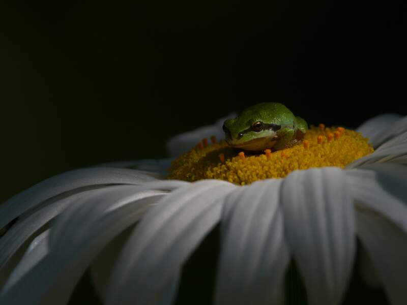 La grenouille et la fleur