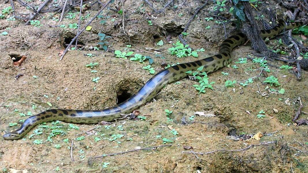 Les serpents les plus longs du monde GEO