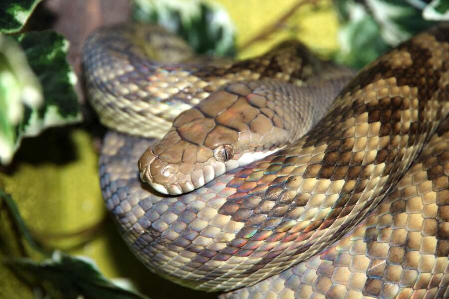 Un python améthyste