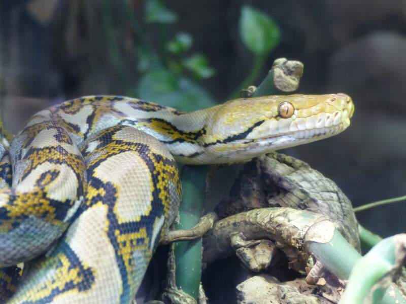 Un python réticulé