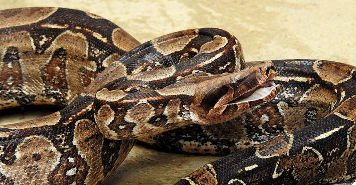 Les serpents les plus longs du monde GEO