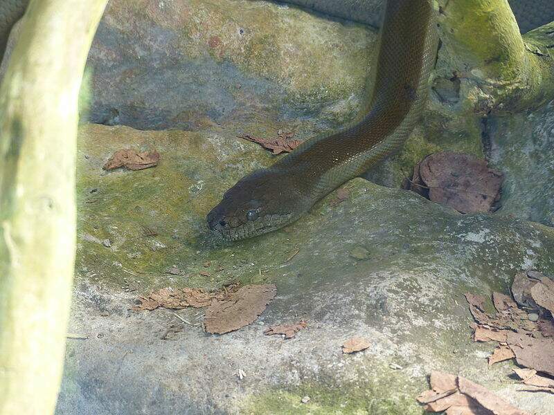 Un python de Papouasie