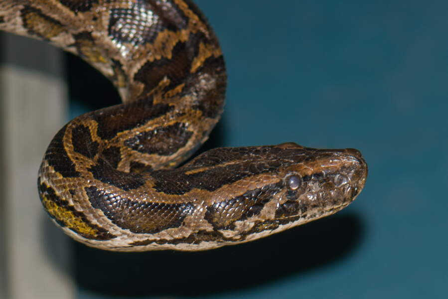 Les serpents les plus longs du monde GEO Les serpents les plus longs du monde GEO
