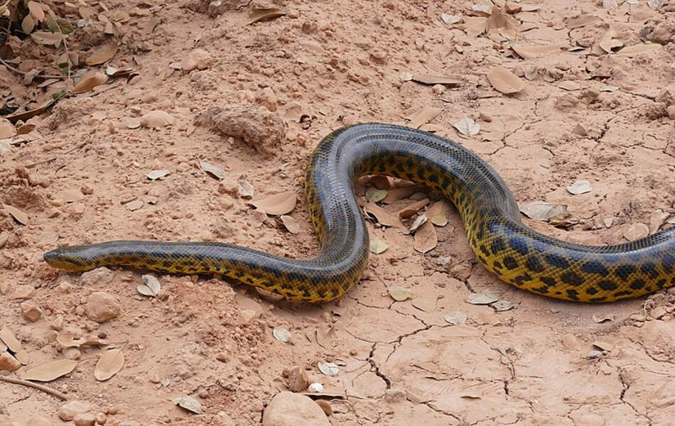 Les serpents les plus longs du monde GEO Les serpents les plus longs du monde GEO