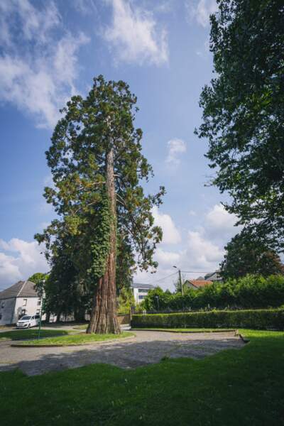 12 - Le séquoia géant du Collège Notre Dame de Bonlieu - Belgique 
