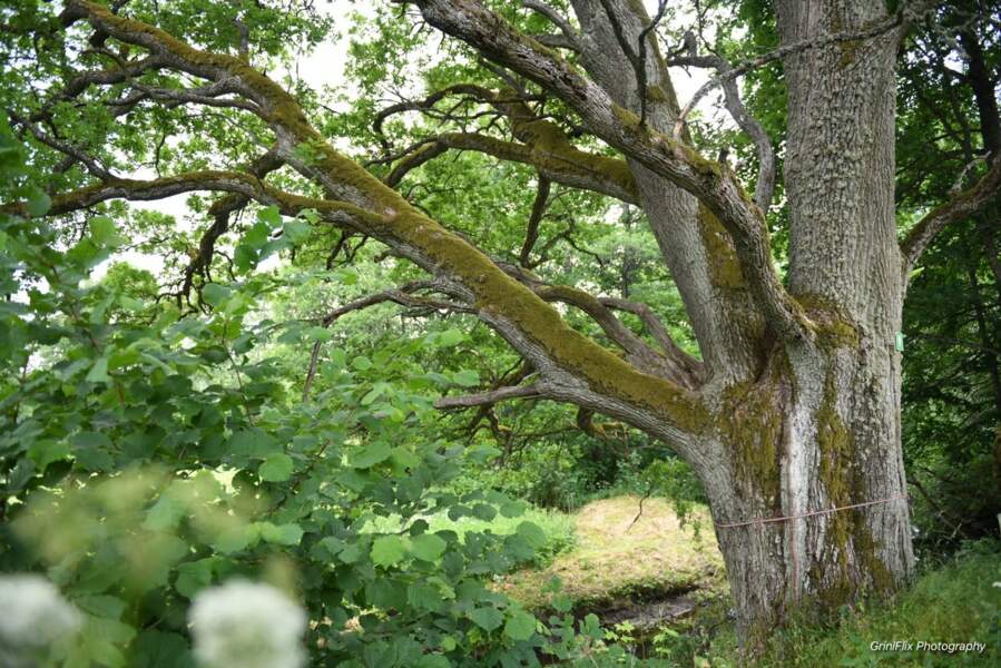 9 - Le grand chêne de l’Aģe - Lettonie 