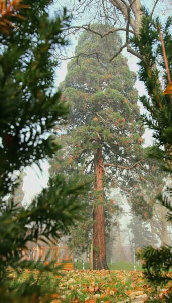 11 - Le séquoia géant de Slatina - Croatie