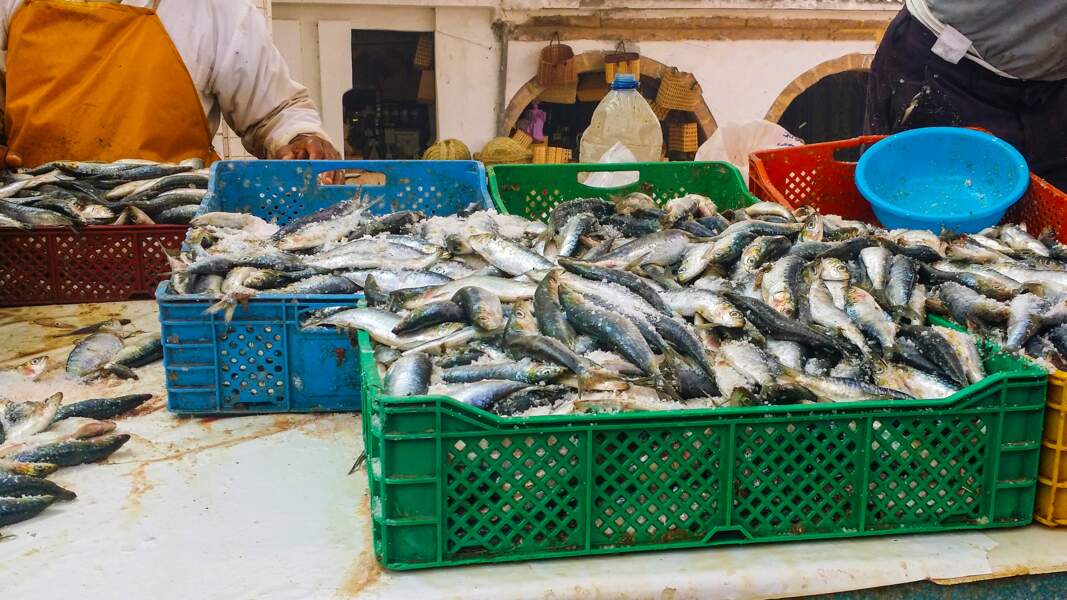 Le marché aux poissons d'Essaouira