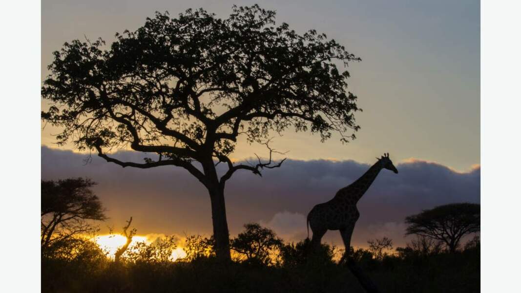 Girafe au crépuscule 