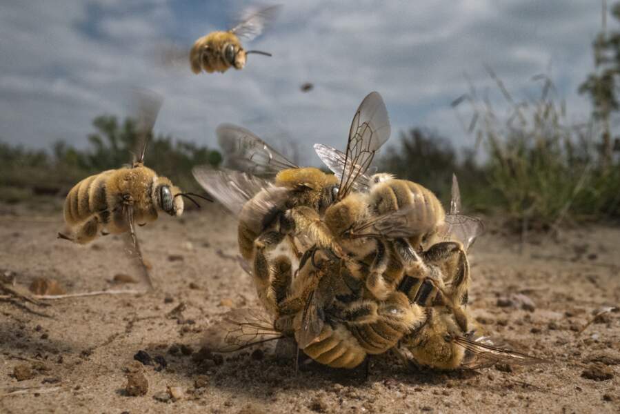 La boule d'abeilles