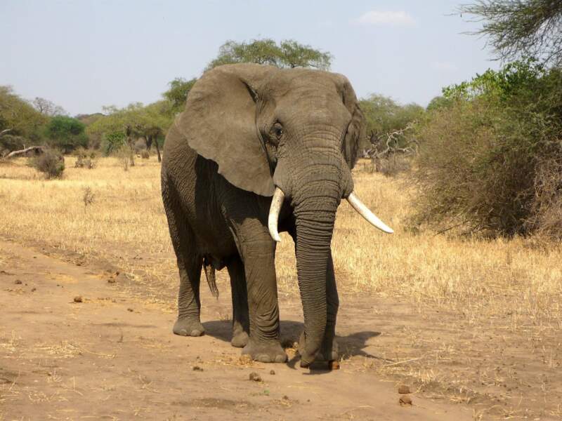 L'éléphant possède une grande mémoire.