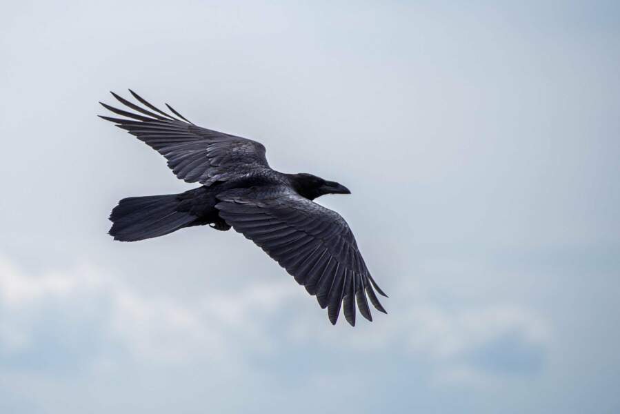 Le corbeau