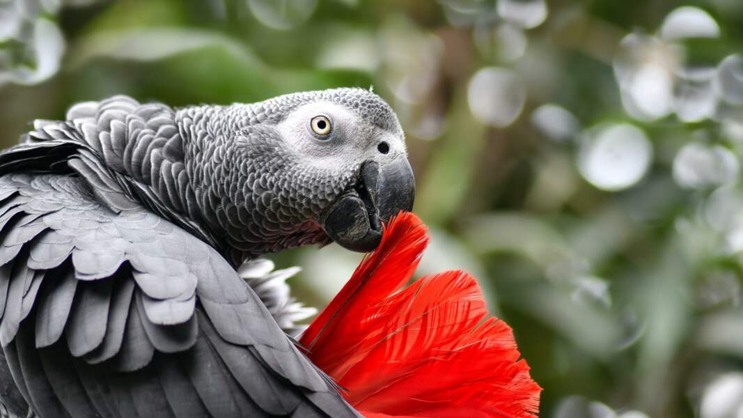Le perroquet gris du Gabon a l'intelligence d'un enfant de 5 ans.
