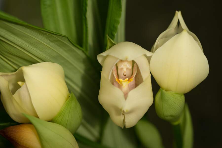 Orchidée tulipe