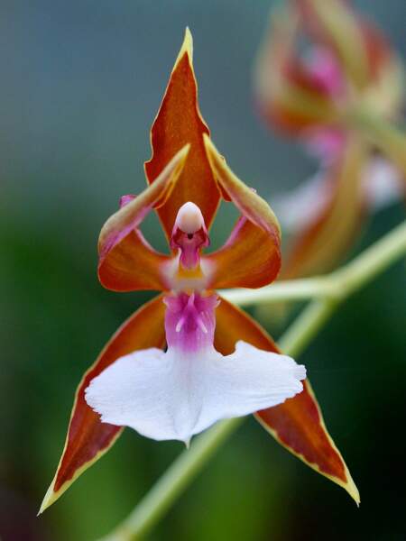 Orchidée ballerine