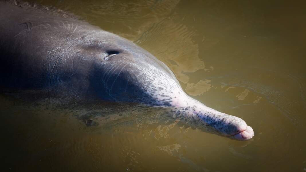 Le dauphin à bosse de l'Océan Indien (Sousa plumbea)