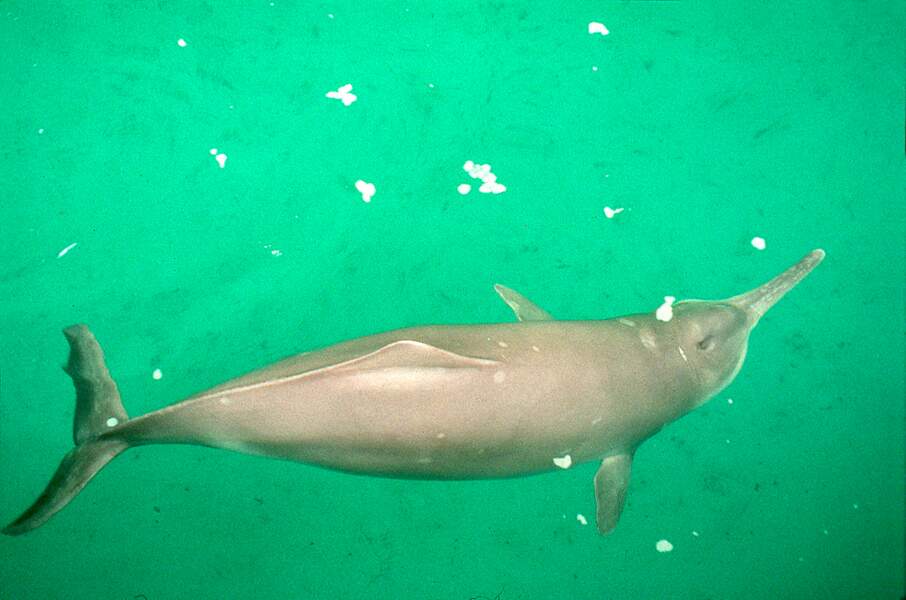 Le dauphin de Chine ou Baiji (Lipotes vexillifer)