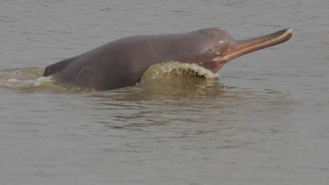 Le dauphin du Gange, sousouc ou bhulan (Platanista gangetica)