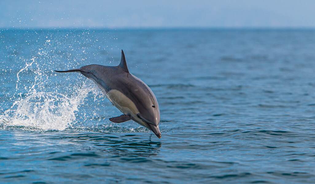 Le dauphin commun à bec court (Delphinus delphis)