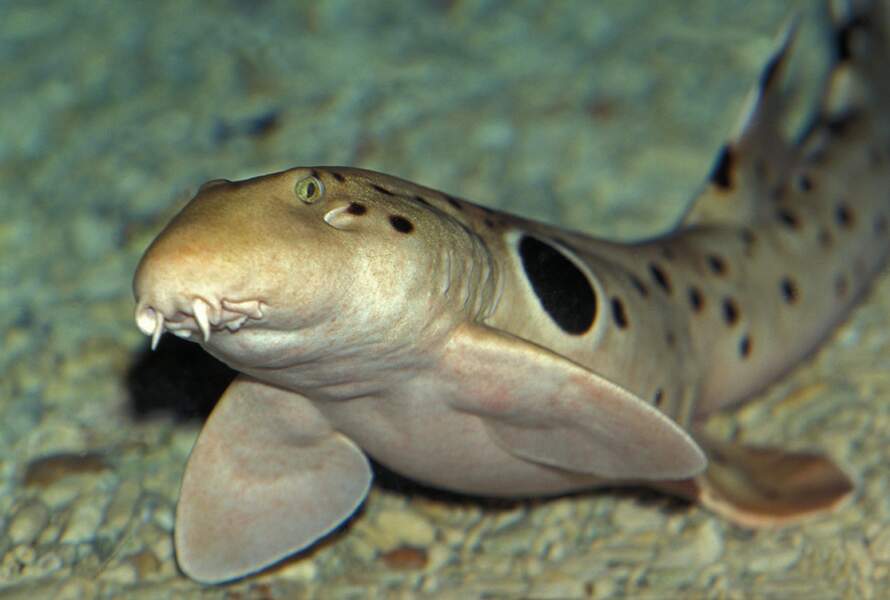 Le requin-chabot ocellé (Hemiscyllium ocellatum)