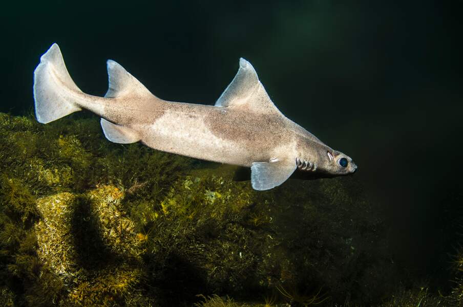 La centrine commune ou "requin cochon" (Oxynotus centrina)