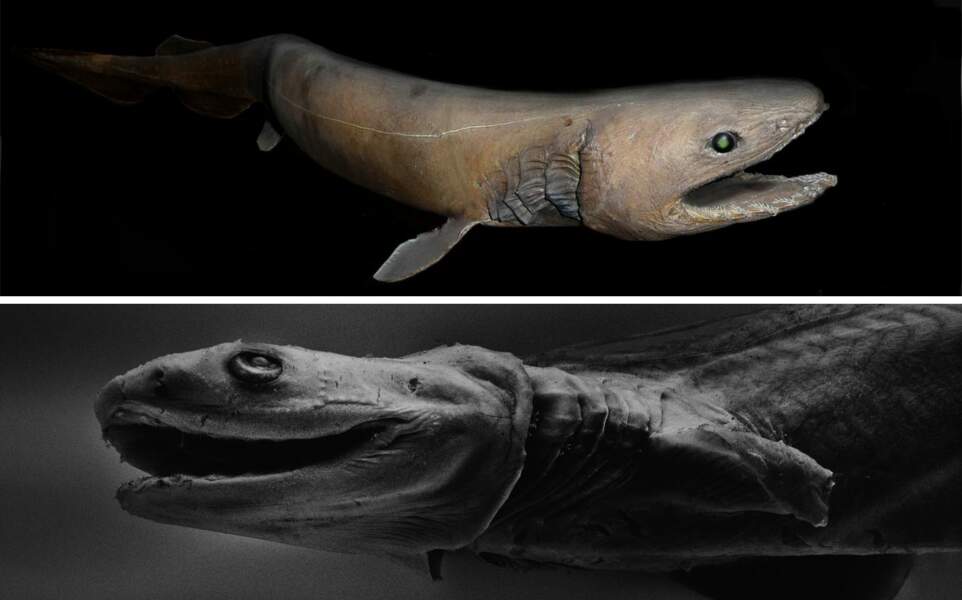 Le requin-lézard, requin frangé, requin festonné, requin à tunique ou requin à collerettes (Chlamydoselachus anguineus)