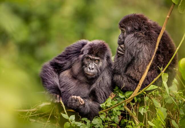 Gorilles de Grauer (ou gorilles des plaines orientales), Parc National de Kahuzi-Biega, RDC