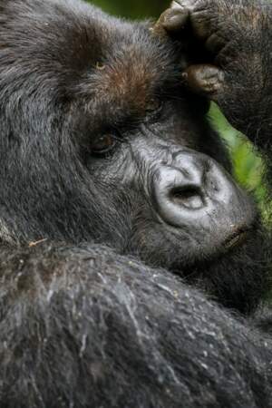 Gorille de montagne, Parc national des volcans, Rwanda
