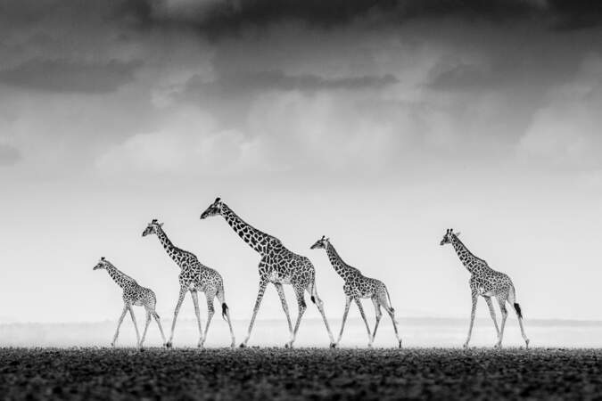Girafes masaï, Parc national d'Amboseli, Kenya