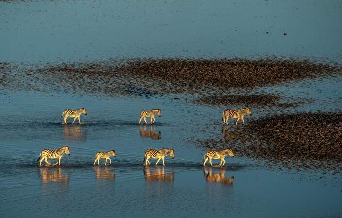 Zèbres des plaines, Marais salants de Makgadikgadi, Botswana