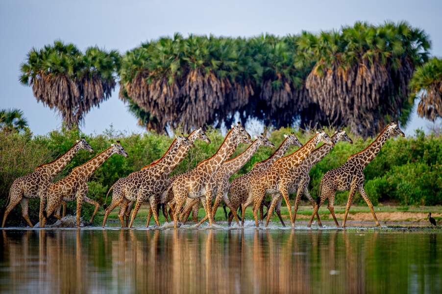 Girafes, Tanzanie